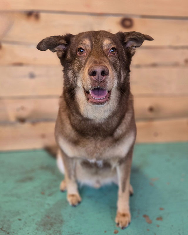 Dog Grooming Service 1