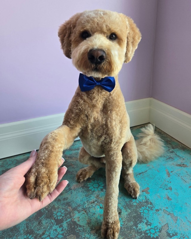 Dog Grooming Service 2