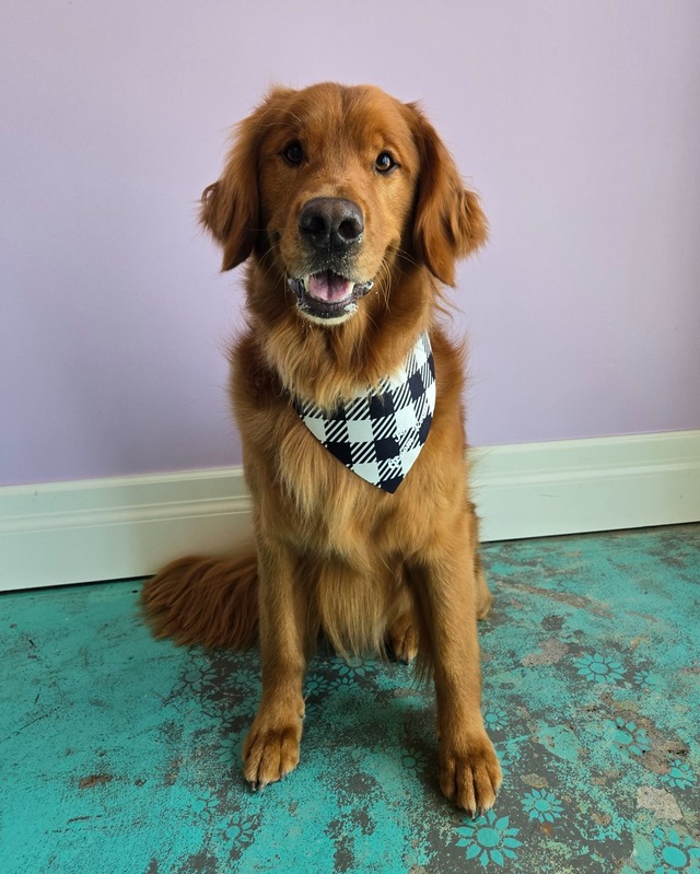 Dog Grooming Service 4