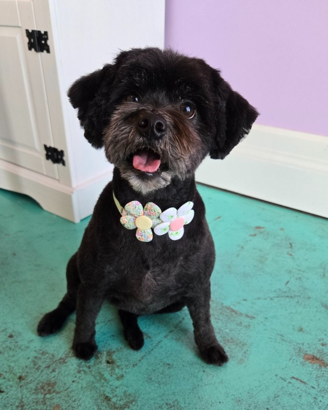 Dog Grooming Service 5