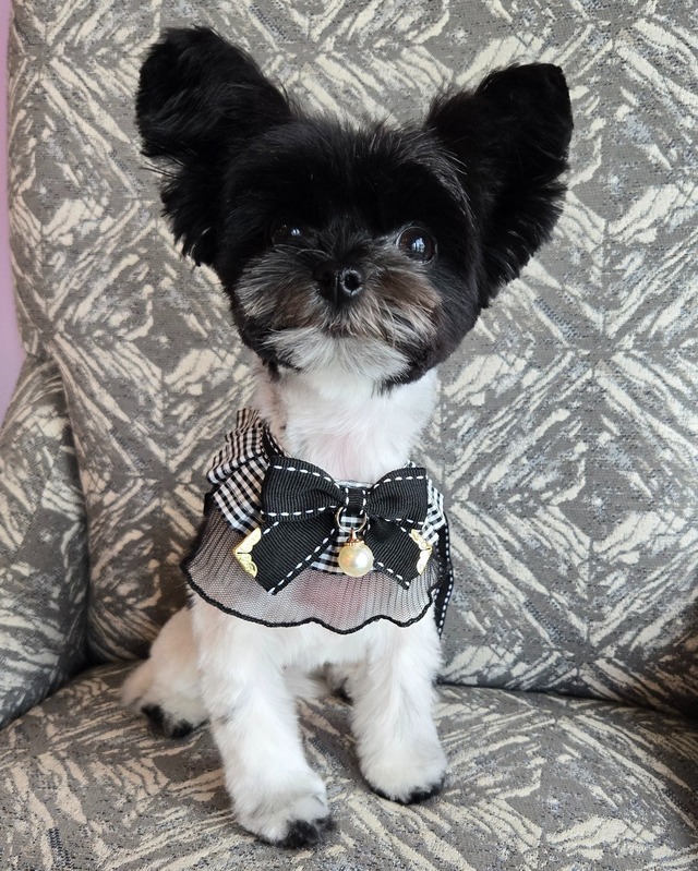 Dog Grooming Service 6