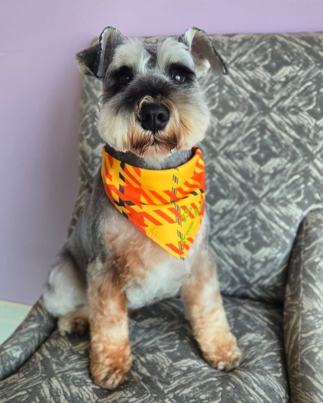 Dog Grooming Service 8