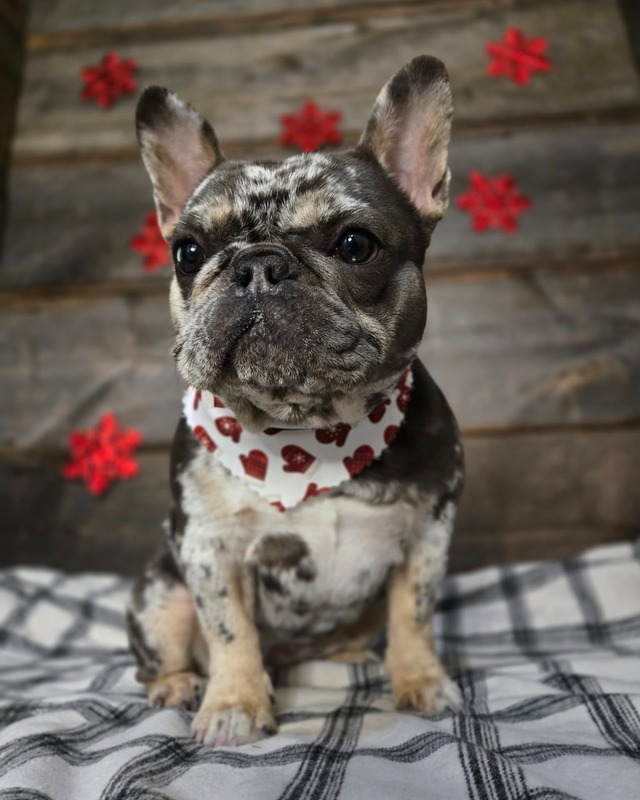 Dog Grooming Service 11