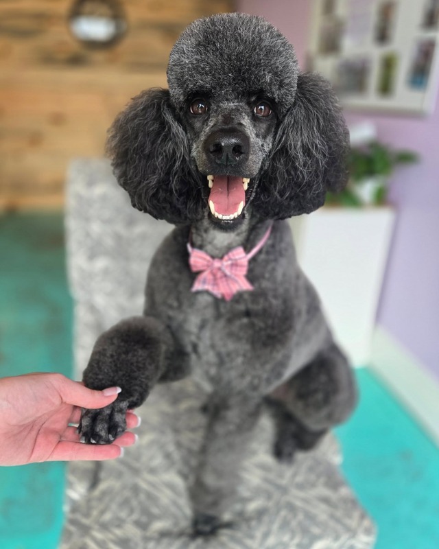 Dog Grooming Service 14